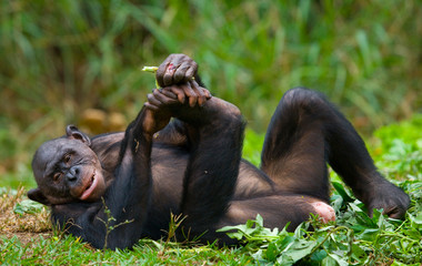 Bonobo lying on the grass. Democratic Republic of Congo. Lola Ya BONOBO National Park. An excellent illustration.