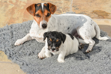 Tricolor cute dog lies with her puppy cuddling together on a blanket on the terrace - Jack Russell Terrier Doggy 7 weeks old