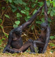 Group of Bonobos. Democratic Republic of Congo. Lola Ya BONOBO National Park. An excellent illustration.