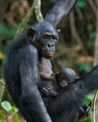 Female bonobo with a baby. Democratic Republic of Congo. Lola Ya BONOBO National Park. An excellent illustration.