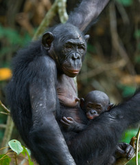 Female bonobo with a baby. Democratic Republic of Congo. Lola Ya BONOBO National Park. An excellent illustration.