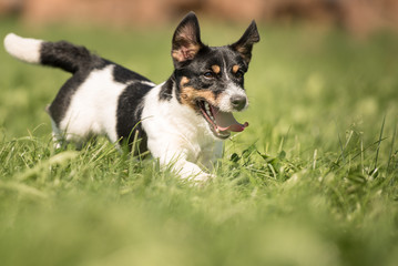 Jack Russell Terrier in Action