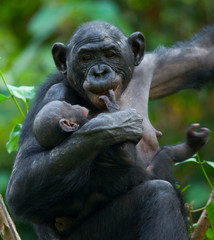Female bonobo with a baby. Democratic Republic of Congo. Lola Ya BONOBO National Park. An excellent...
