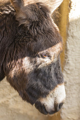 Head-shot of a donkey