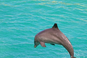 Dolphin/Jumping