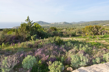Fototapeta na wymiar Ibiza heather landscape