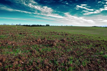 autumn field with winter grain crops under the blue cloudy sky