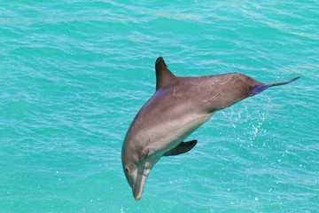 Dolphin/Jumping