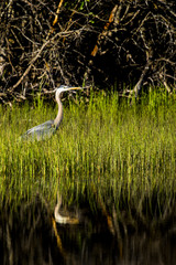 Great Blue Heron