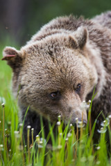 Obraz premium Brown Bear