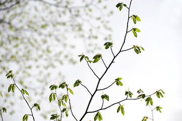 spring branch with new leaves growing