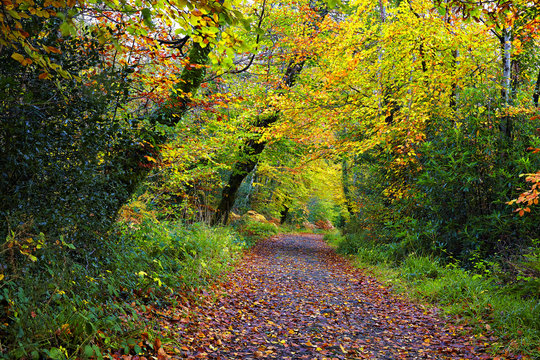 Tourmakeady Forest Trail