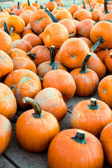 Pumpkin picking. Halloween and fall concept