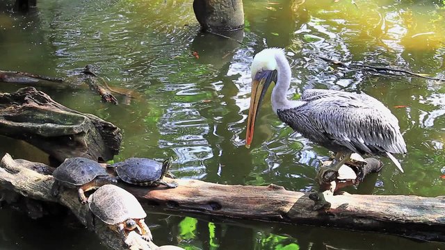 Pelicano y tortugas,two