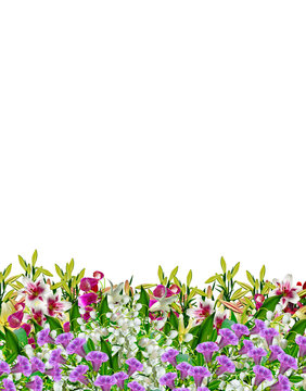 garden, lily flowers