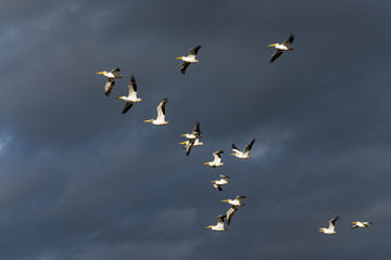 American White Pelican (Pelecanus erythrorhynchos)