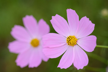 コスモス