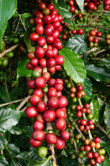 Coffee beans ripening on a tree.