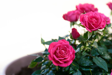 薔薇の花