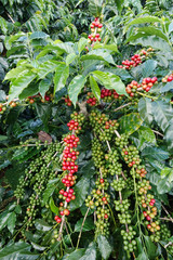 Coffee beans ripening on a tree.