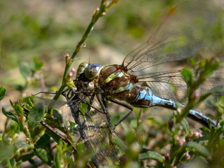 Closeup of Dragonfly Feeding on Prey