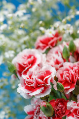 カーネーション