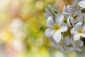 Weiße Blume Plumeria Haufen auf Bokeh grünem Hintergrund