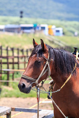 Obraz premium 馬のポートレート