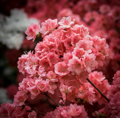 New York City Central Park Spring Flowers
