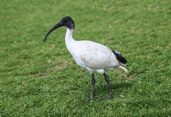 Obraz premium white Ibis in australia