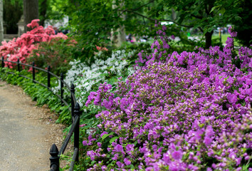 New York City Central Park Spring Flowers
