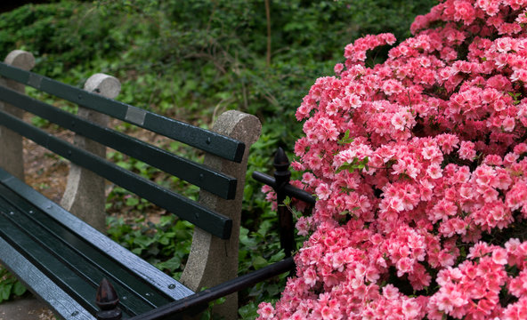 New York City Central Park Spring Flowers
