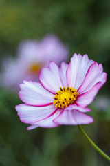 Obraz premium コスモスの花