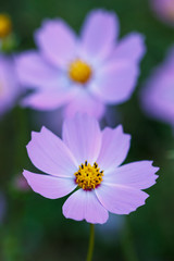 コスモスの花