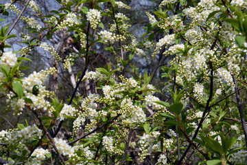 Flowers bird cherry