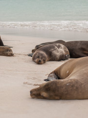 Sleeping Sea Lions