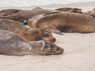 Sleeping Sea Lions