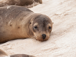 Fototapeta premium Single Awake Sea Lion