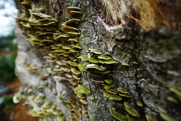 Bracket fungus