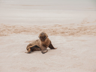 Baby Sea Lion Sitting Up