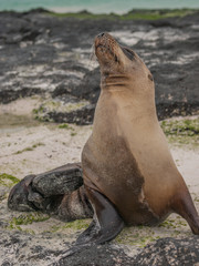 Snobby Sea Lion