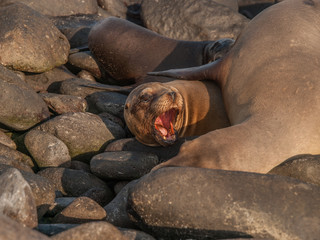 Barking Sea Lion