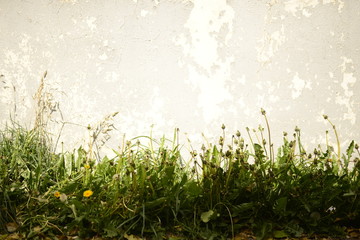 Obraz na płótnie Canvas concrete wall with bush