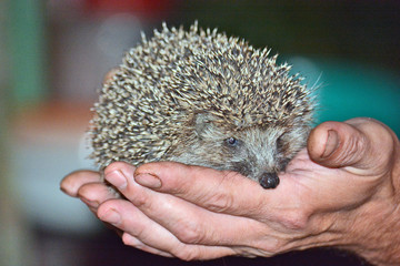 hedgehog in the hands of men