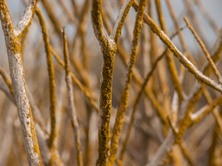 Fototapeta premium Yellow Moss on White Branches