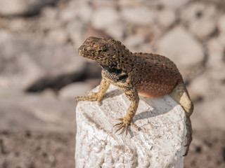 Lizard on Tree Stump