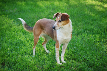 Mixed Breed Dog on the Lawn