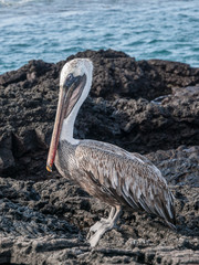 Standing Pelican