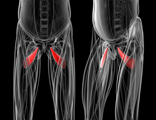 medical illustration of the abductor brevis