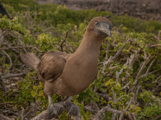 Fototapeta premium Brown Booby